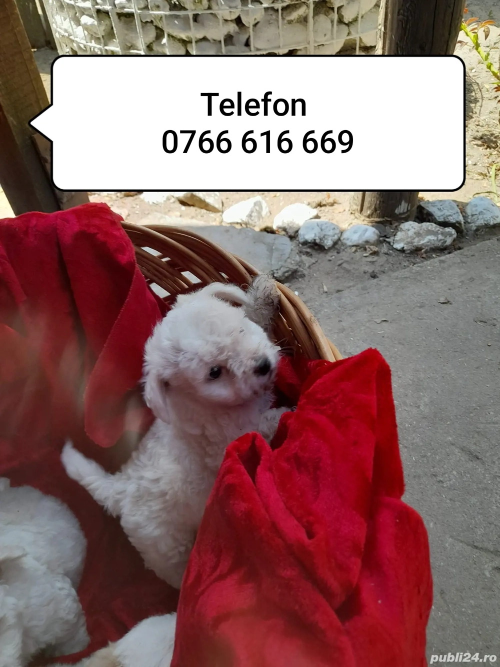 Vand Catei Bichon Maltez