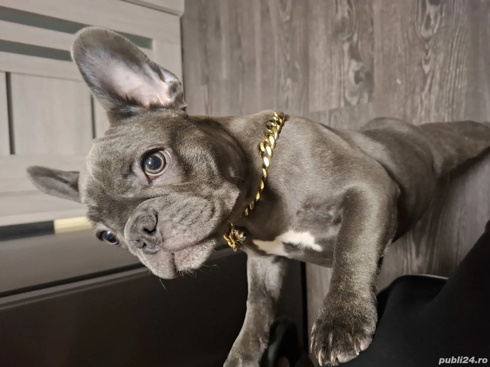 Bulldog francez blue 