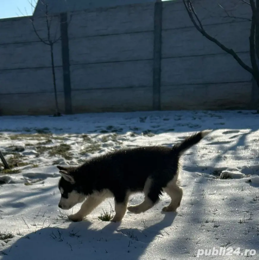 Pui husky siberian