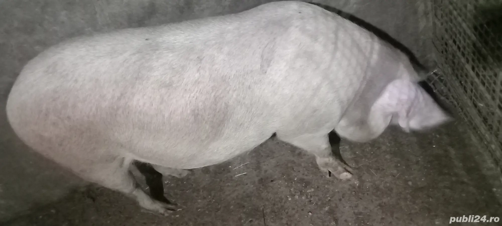 porc de vanzare 