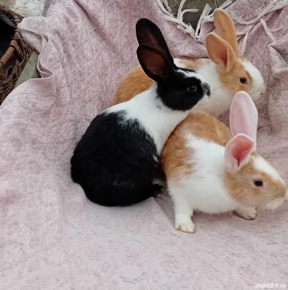 Vând  iepurașii hycol francez vârsta 2luni jumate 