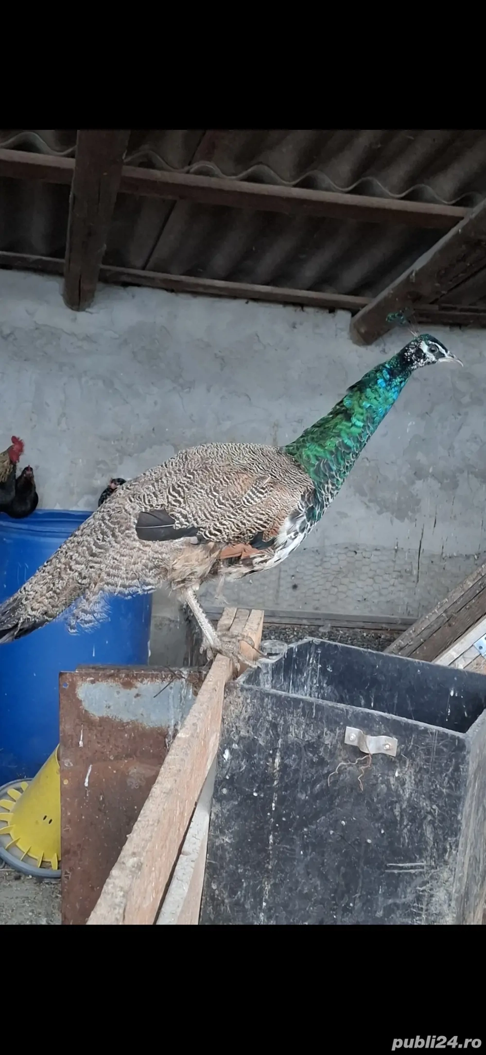 Vând păun standart