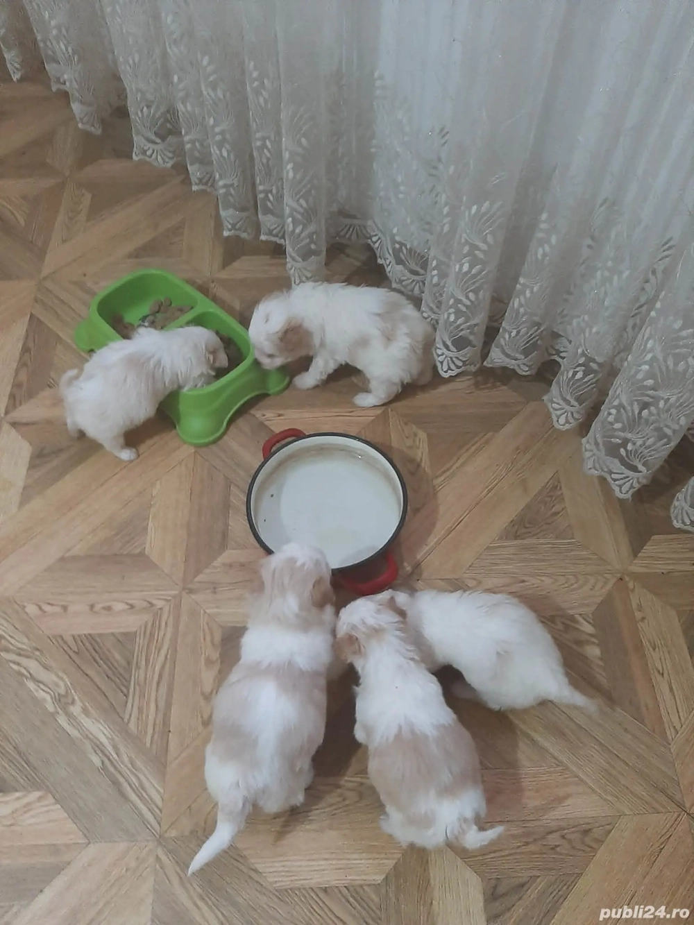 Puiuți de bichon de vânzare