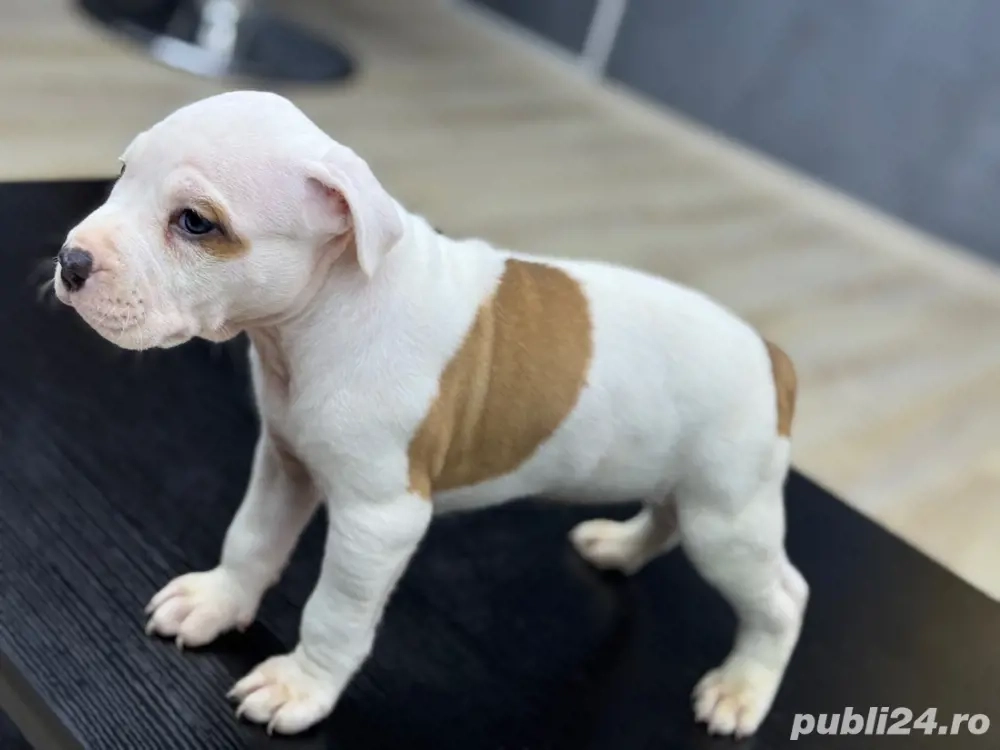 Amstaff pui rasa pura 