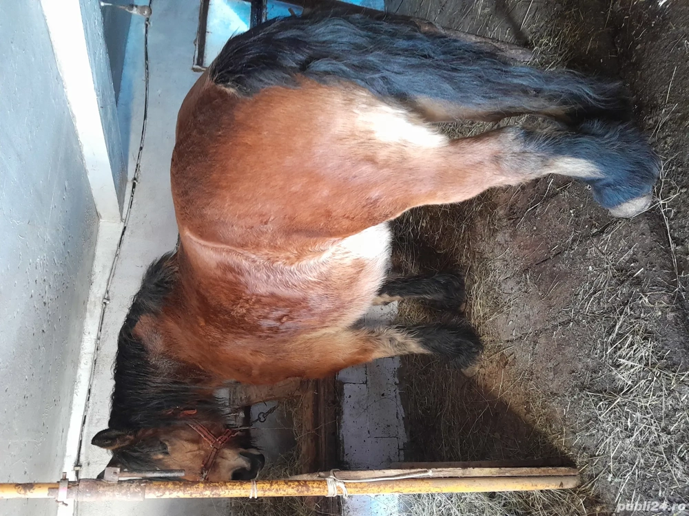 De vânzare două iepe gestante