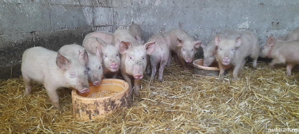 purcei landras cu petrean.