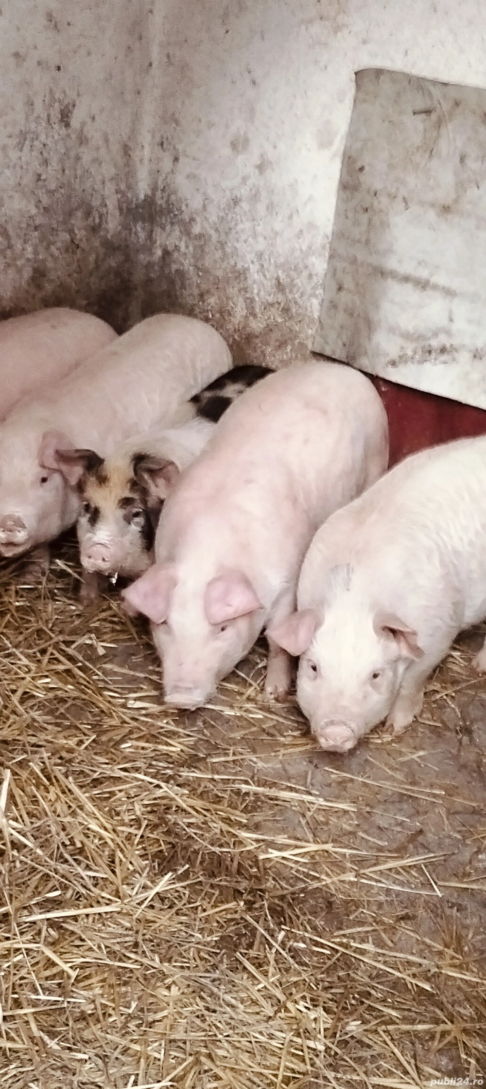 Șoldani de 13 săptămâni 