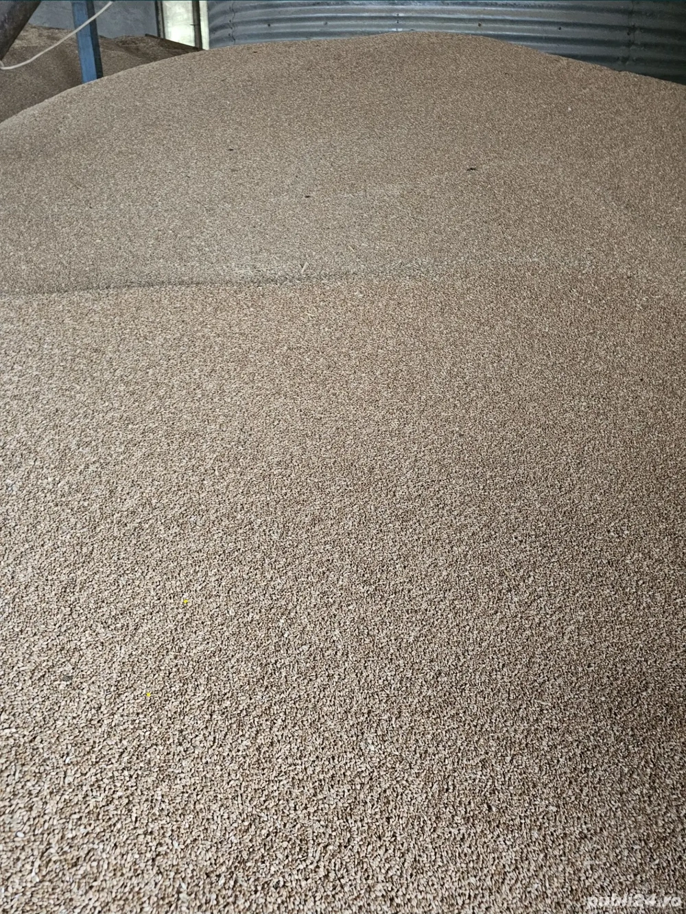 Vând Grâu prod 2025