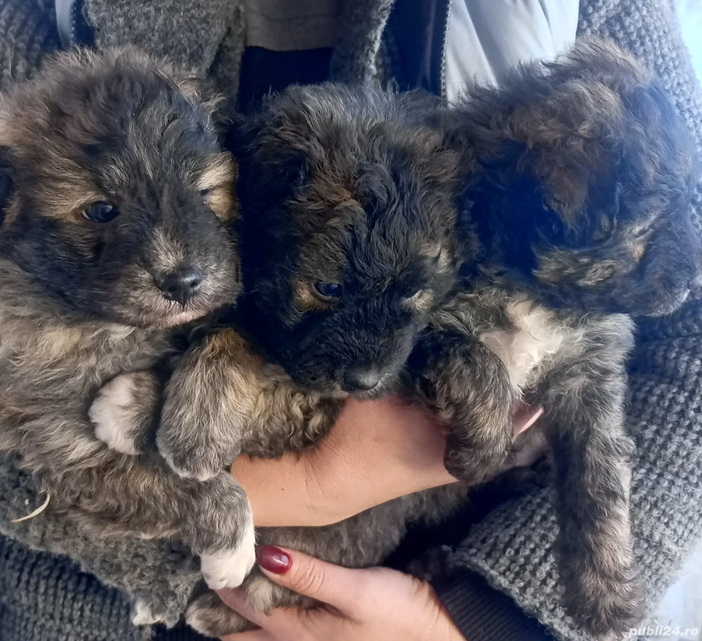 Pui bichon maltez metiș