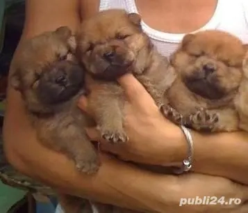 Chow Chow fetițe si baetei 