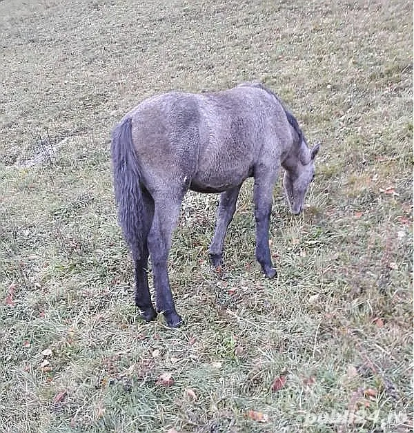 Vând mânză tânără 