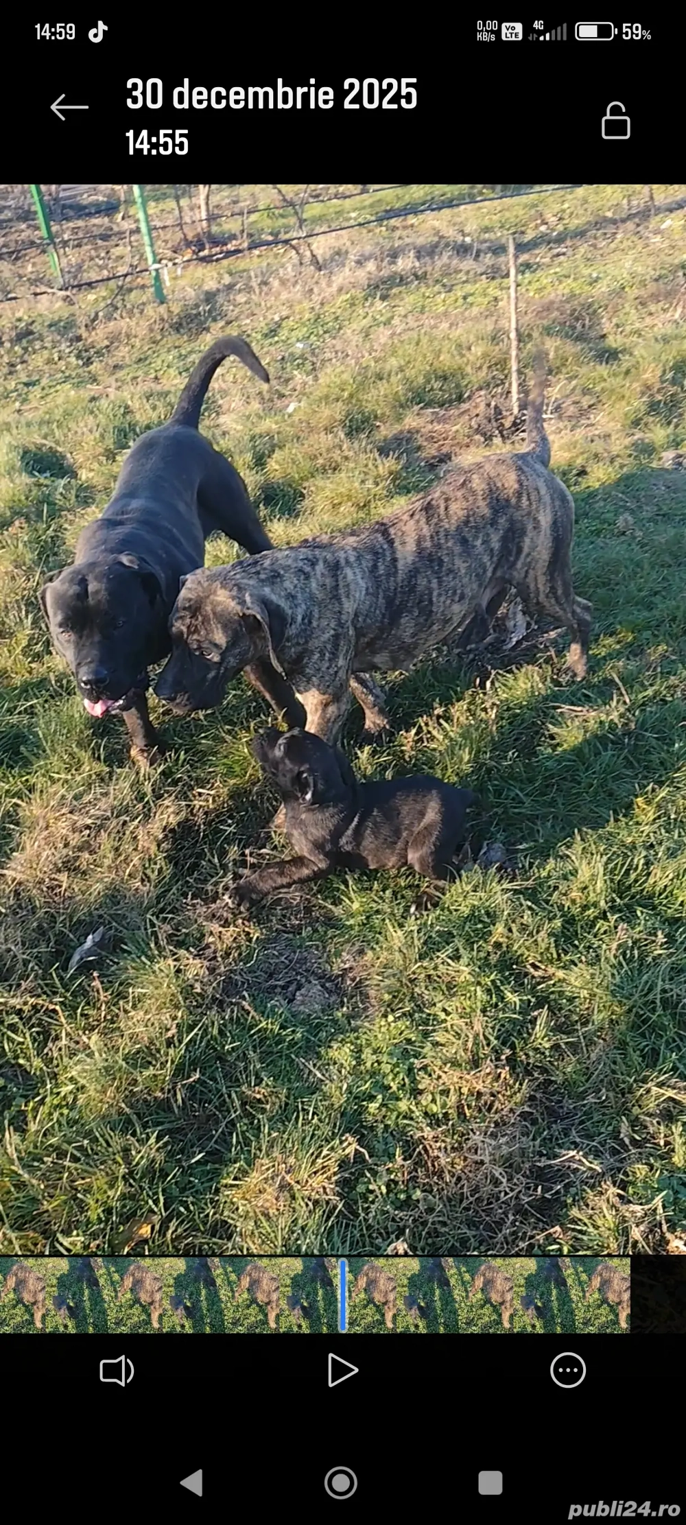 Presa canario de vanzare
