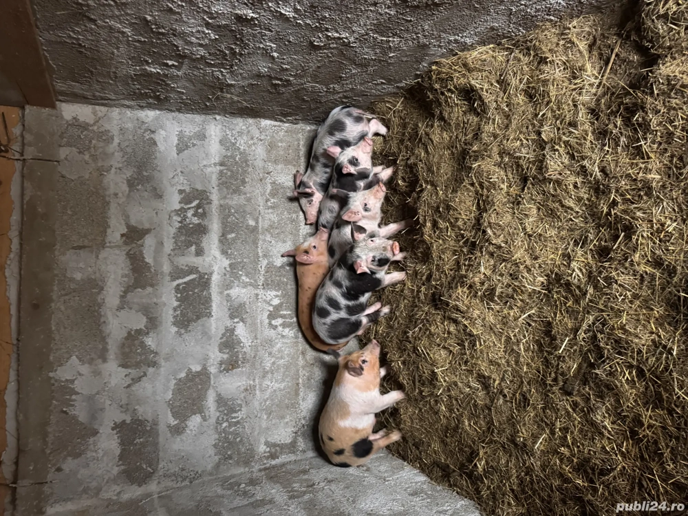 Purceii Duroc Pietran 