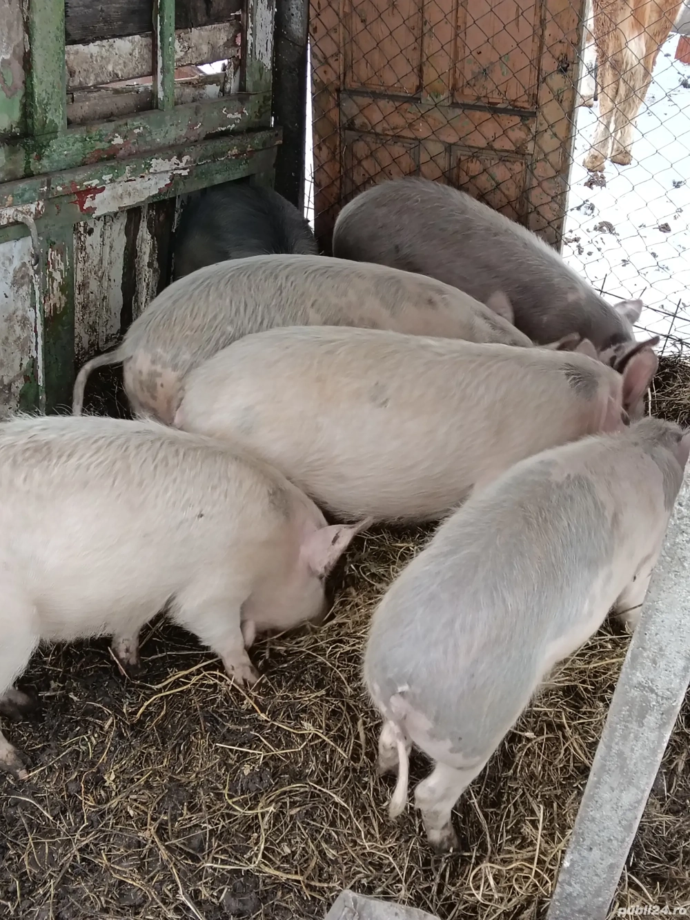 Grăsuni 50 kg disponibili pentru mai multe detalii sunați la telefon 