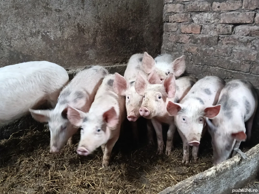 Grăsuni de vânzare pic cu pietrean 