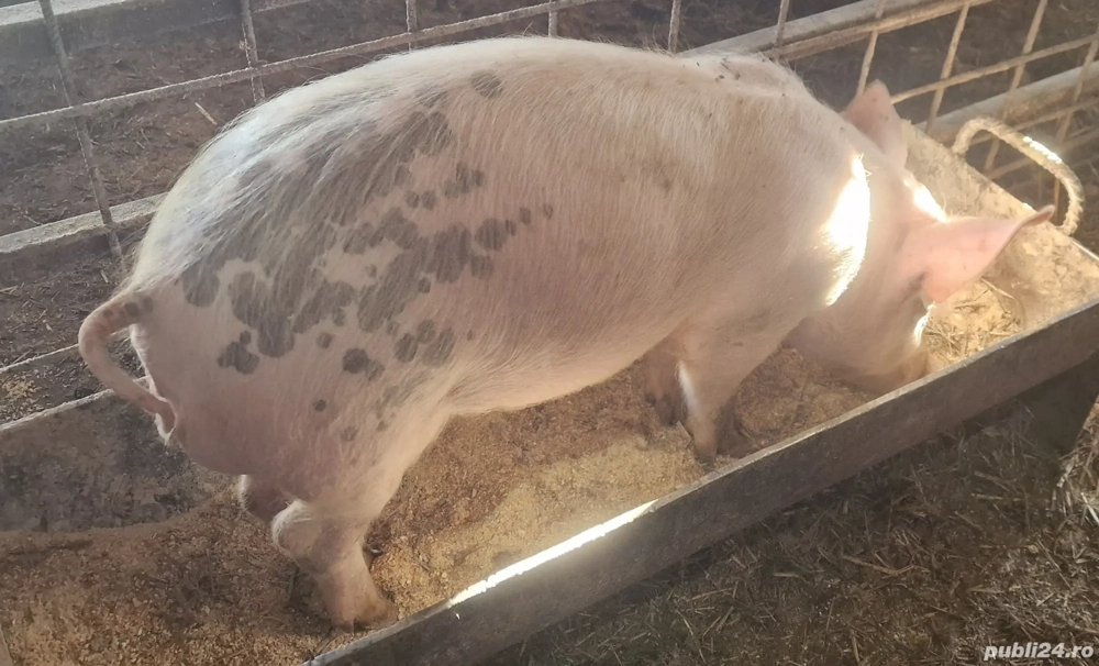 Purcei rasa de carne 