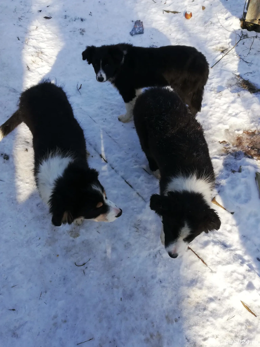 Vand catei border collie iasi