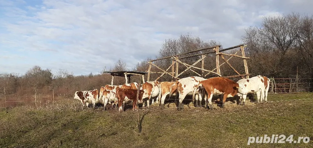 văcuțe juninci Tăurași 
