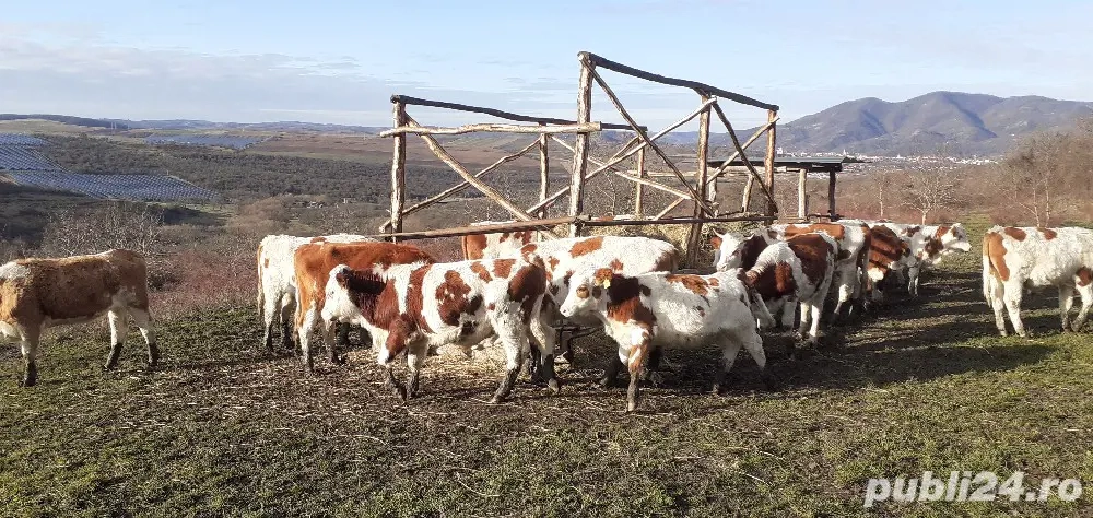 Vaci, Vițelele, Juninci Tăurașii 