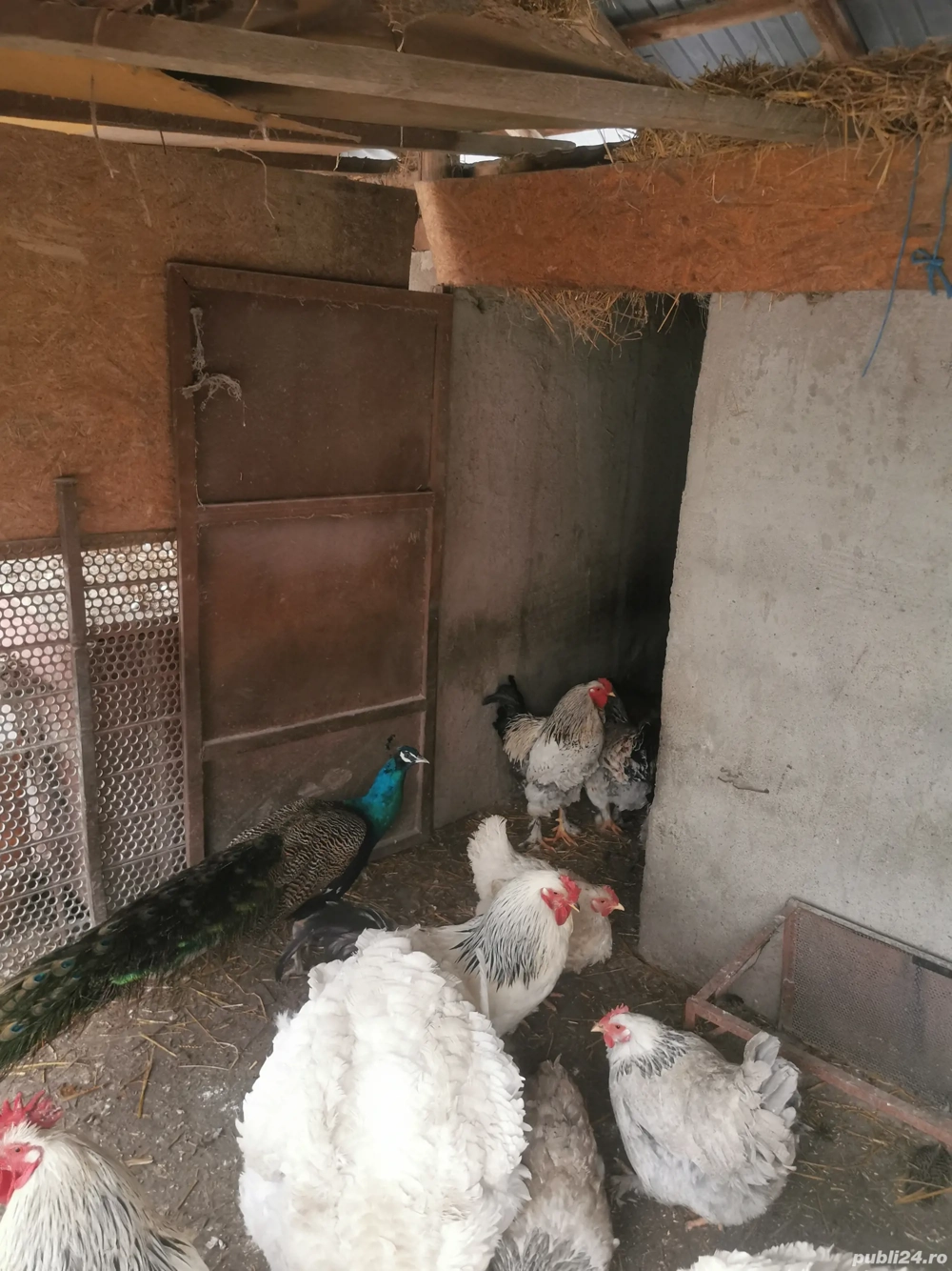 Gaini și cocoși de curte 