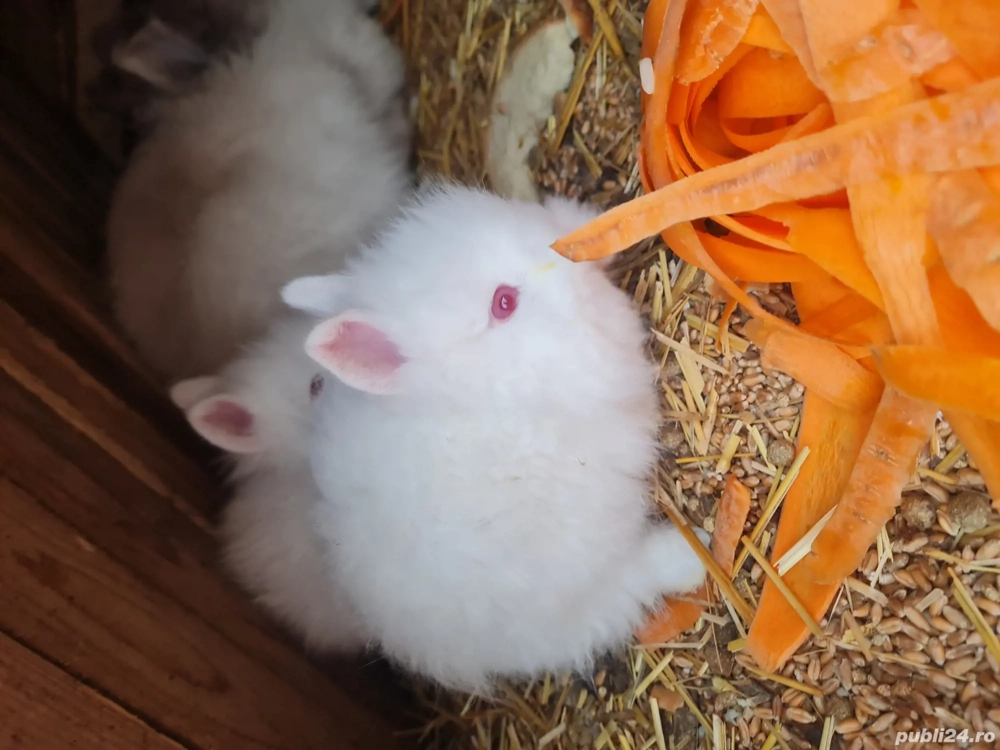 Iepurași cap de leu 