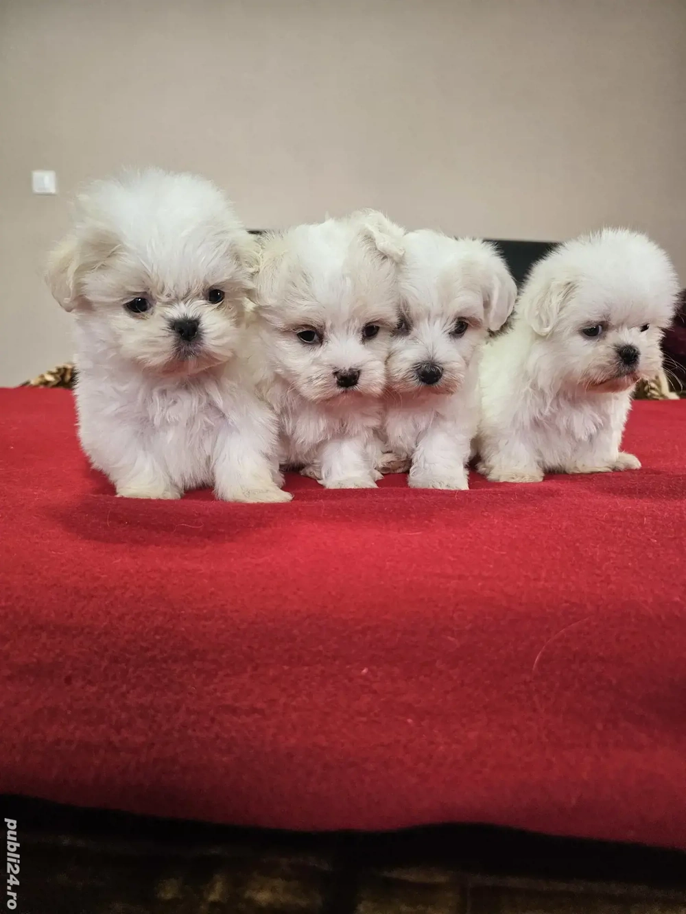 Bichoni Maltezi Băieți 