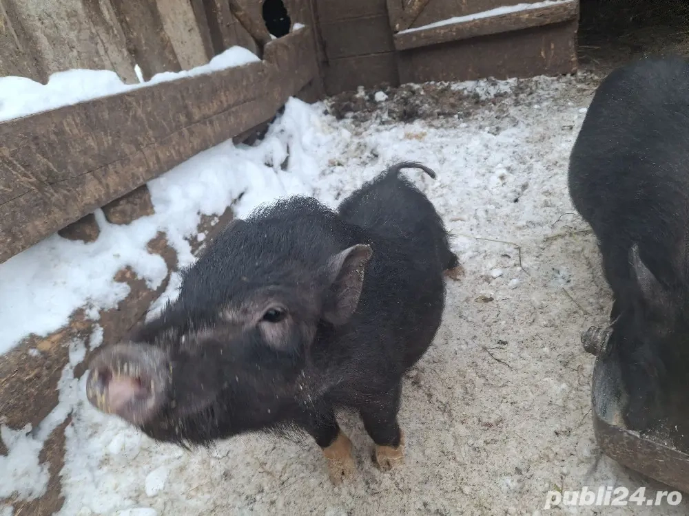 vand purcei vietnamezi