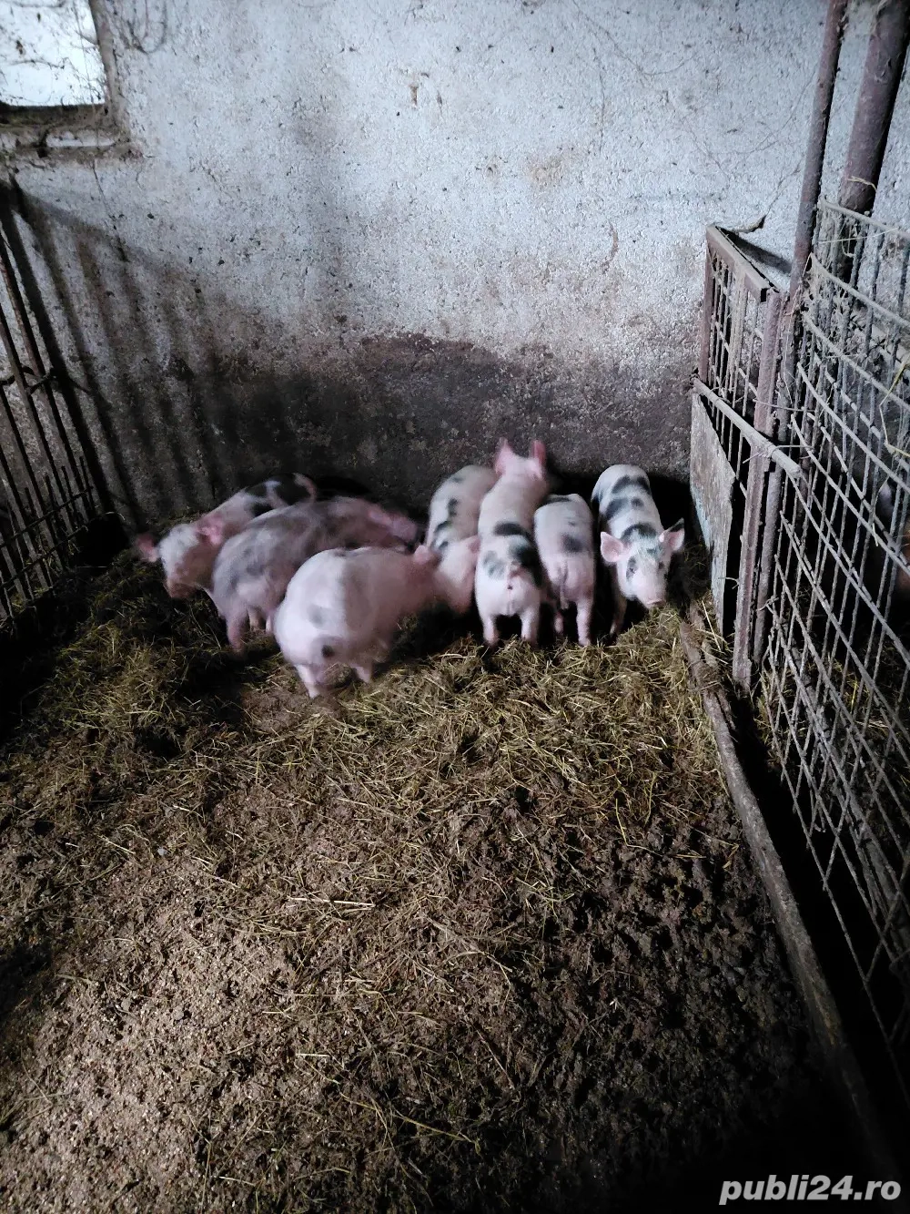 purcei de vânzare 