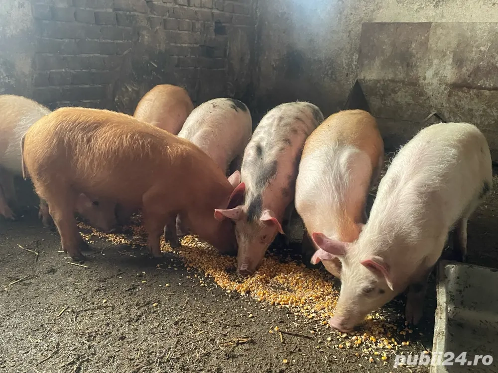 purcei petrean cu duroc