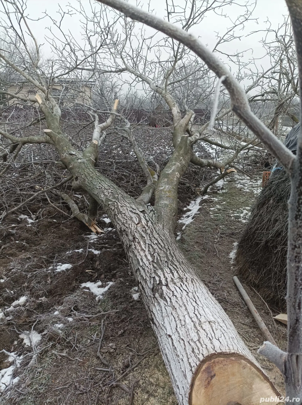 Vând trunchi NUC 3 metri