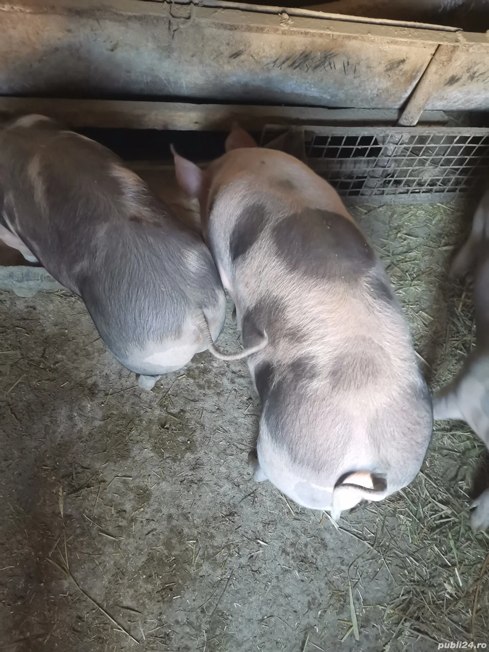 Vand godaci la aproximativ 50 kg  și porci de tăiat rasa de carne