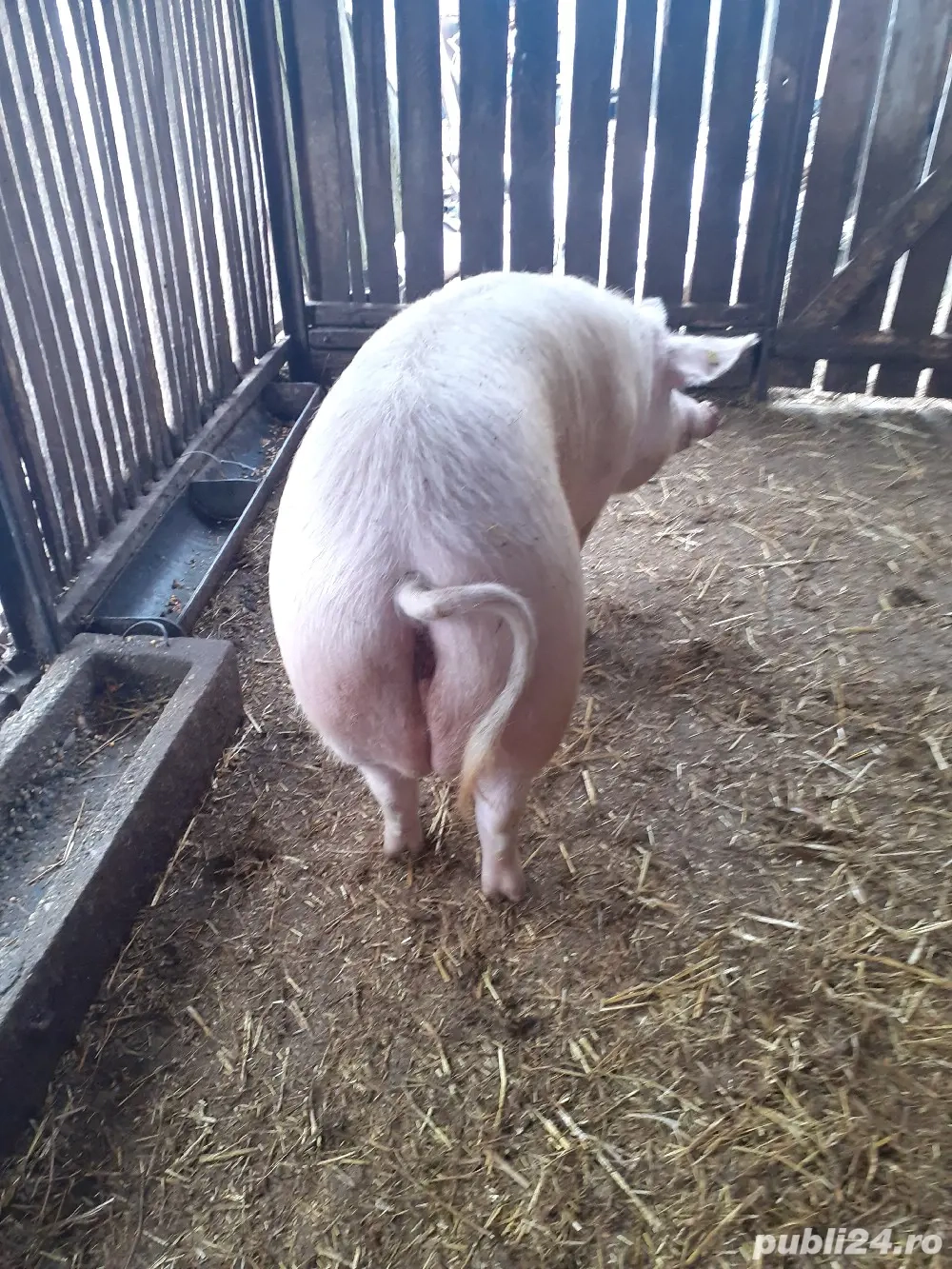 vand scroafa landras