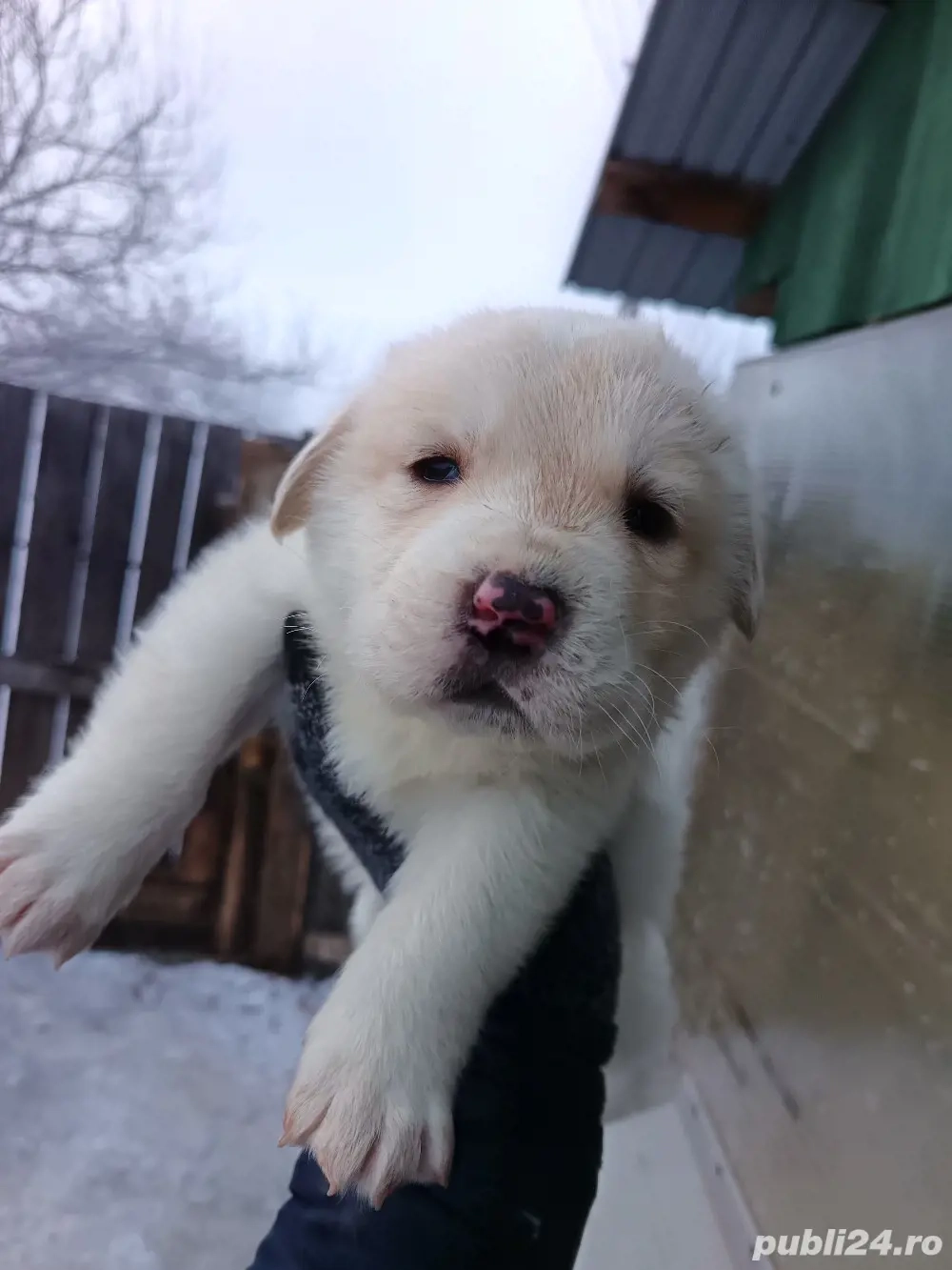 Femela Ciobanesc de Asia centrala 