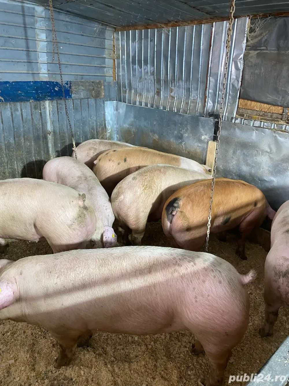  Porci bine crescuți, preț corect!