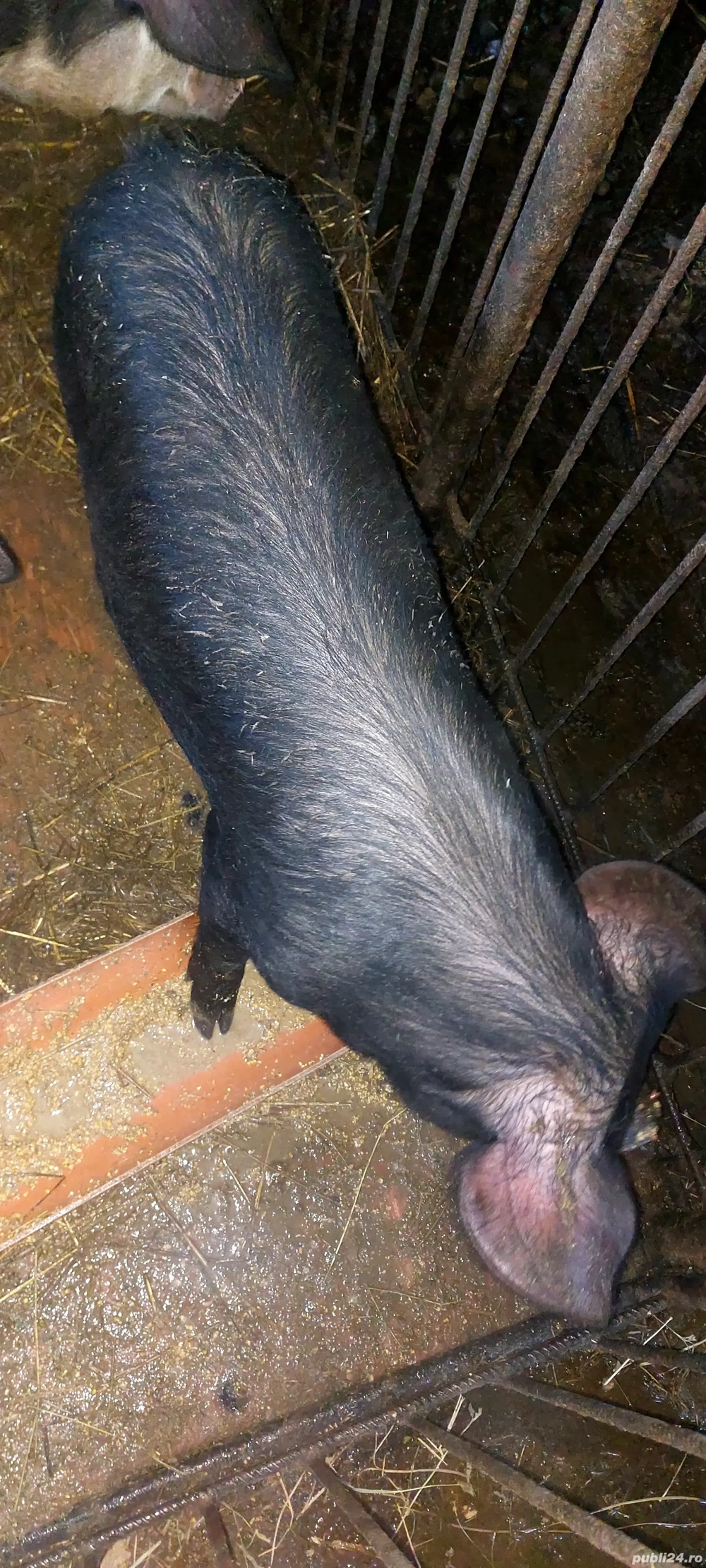 Vand 2 godini DUROC și BAZNA la 40-45 kg