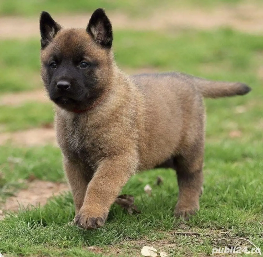 Ciobănesc belgian malinois fetița 