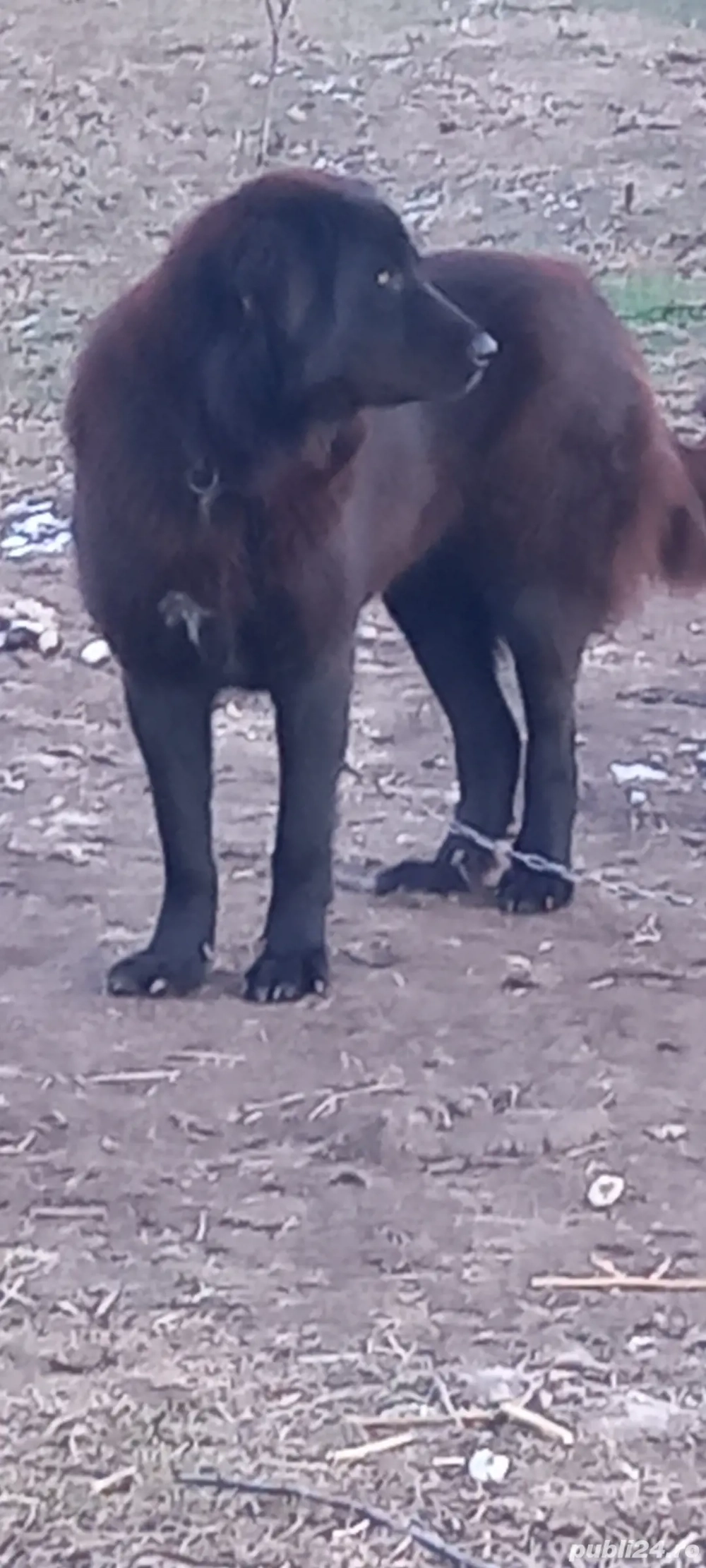 femela ciobanesc corb