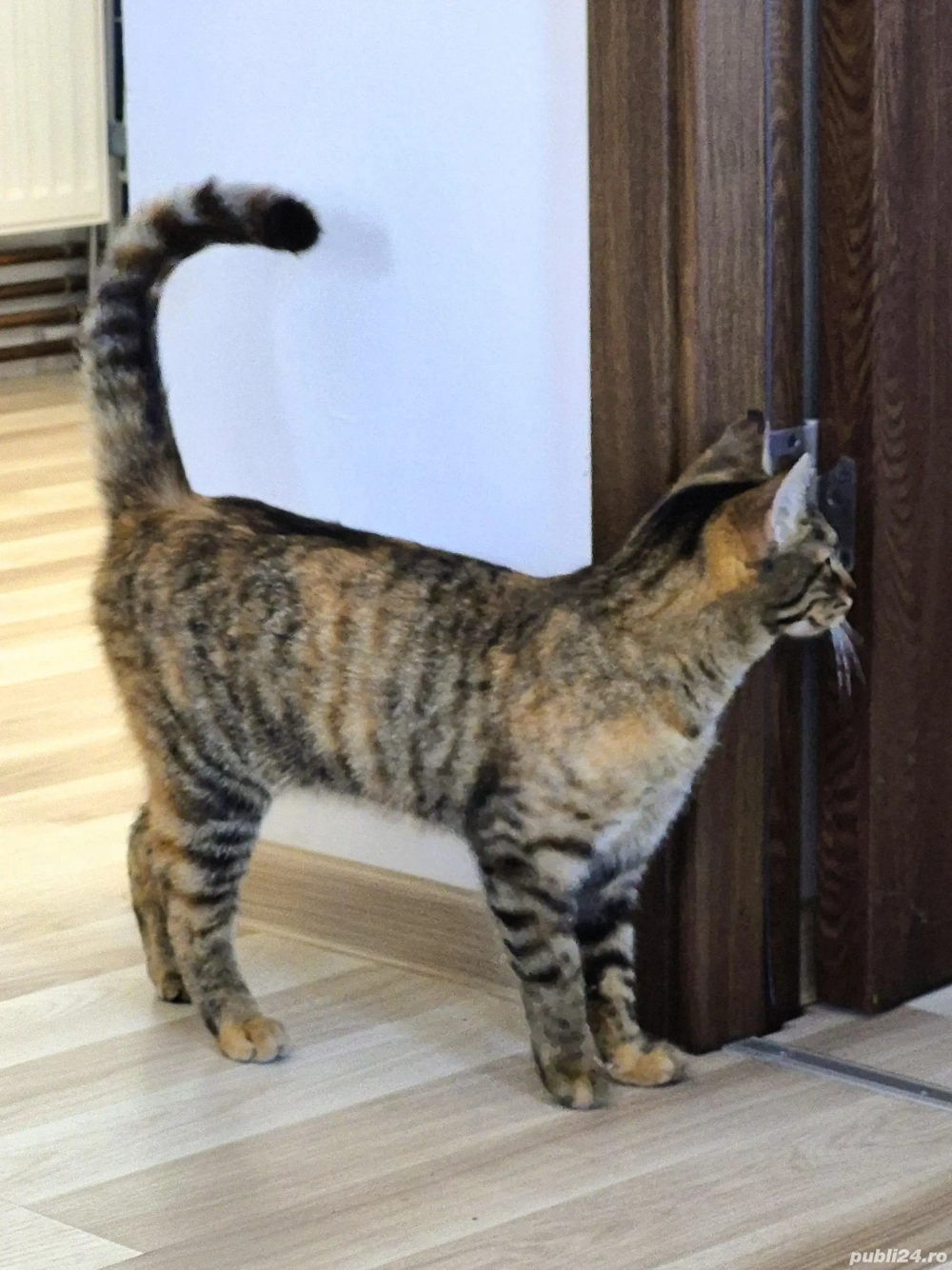 Donez pisica si motan spre adoptie