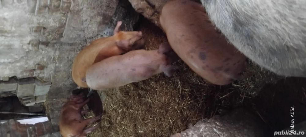 Purcei de vanzare!!!