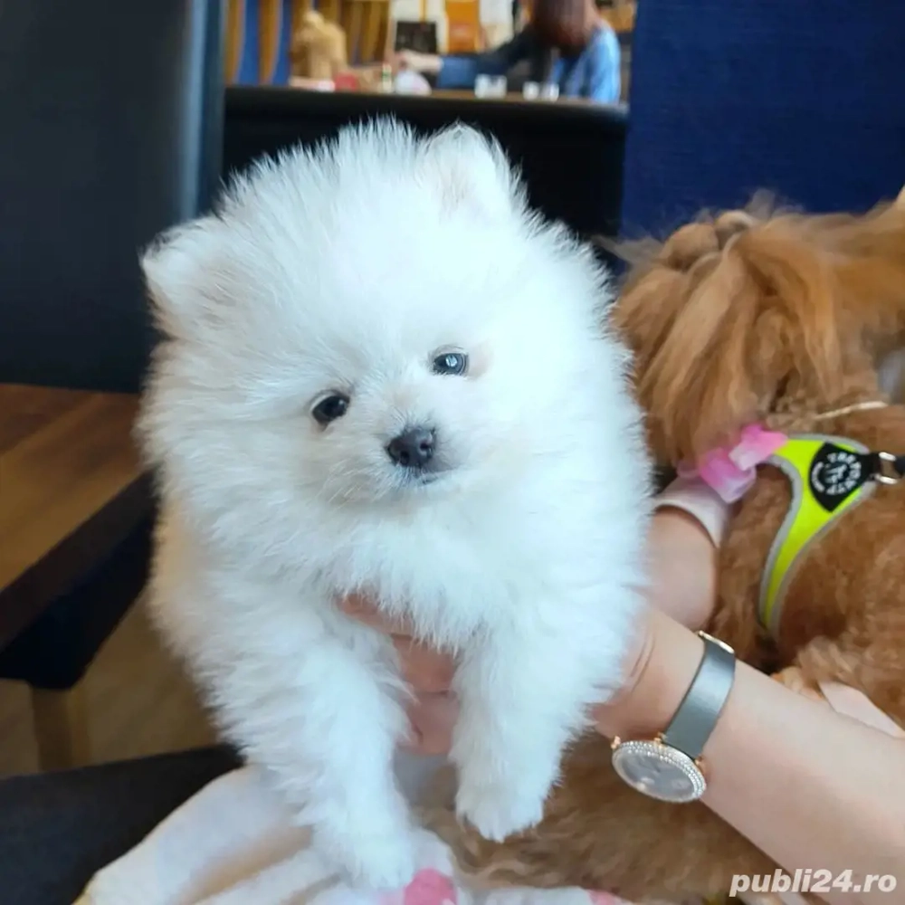 Pomeranian talie mica 