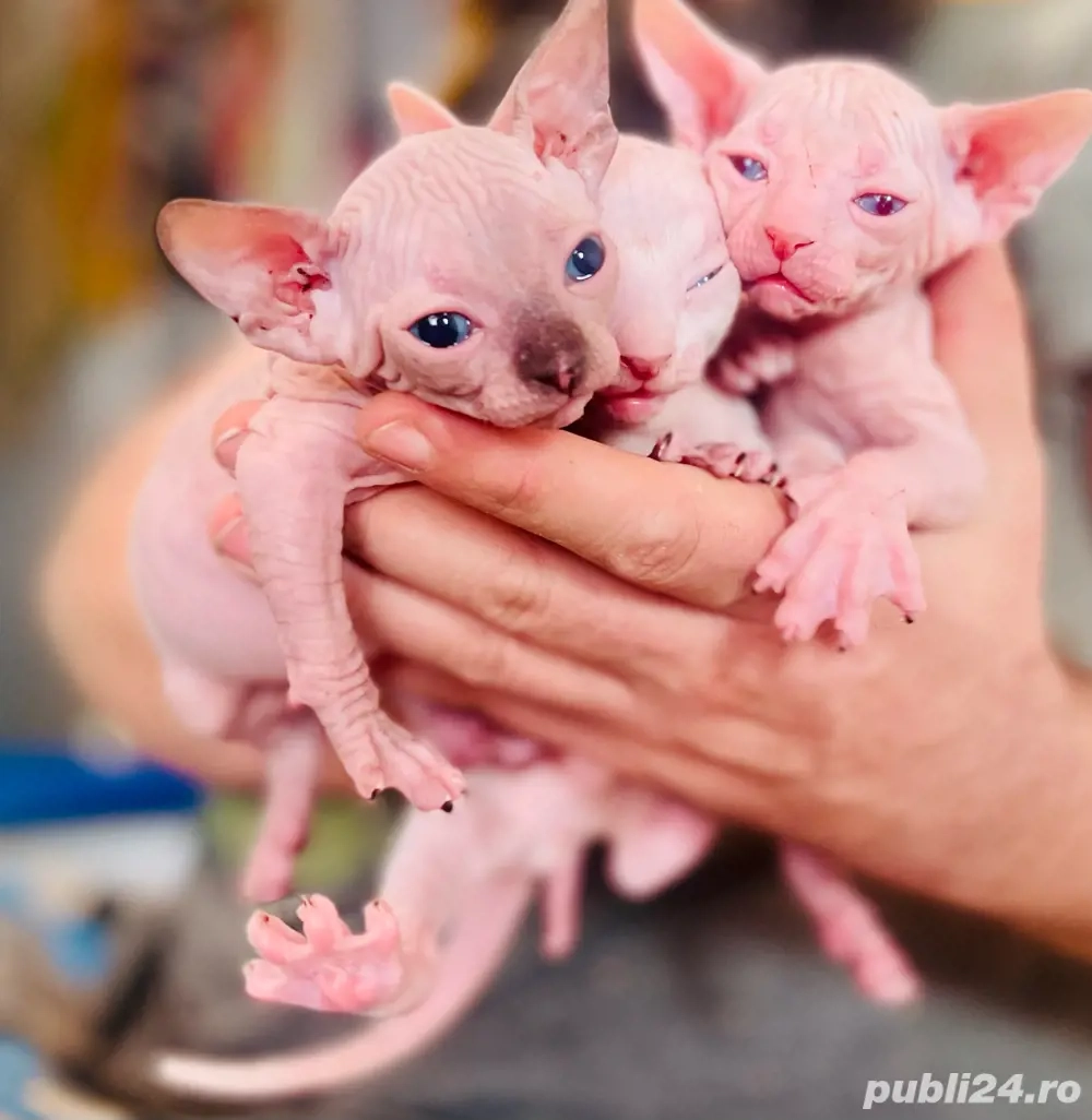 Pisicute Sfinx Sphynx