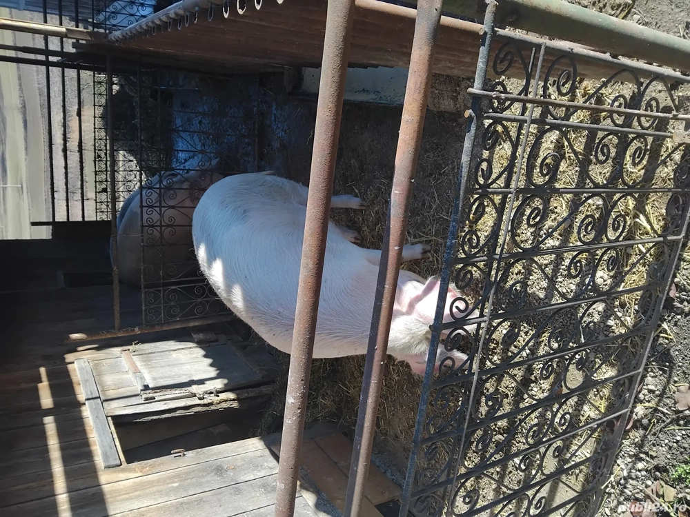 Porci de vanzare in Tritenii de Jos
