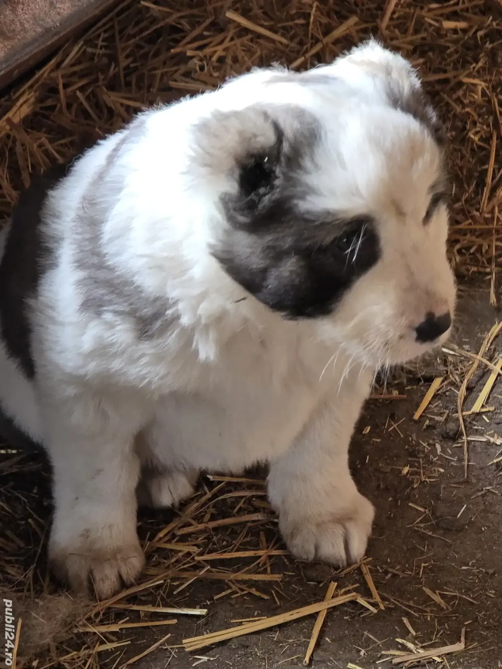 Asia centrala 6 saptamani 