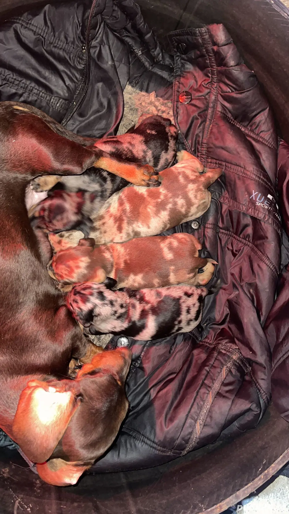 Catei teckel arlequin 