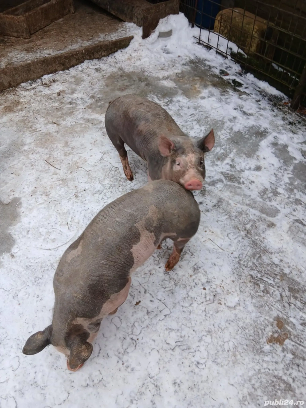 Purcei rasa pietrain belgian