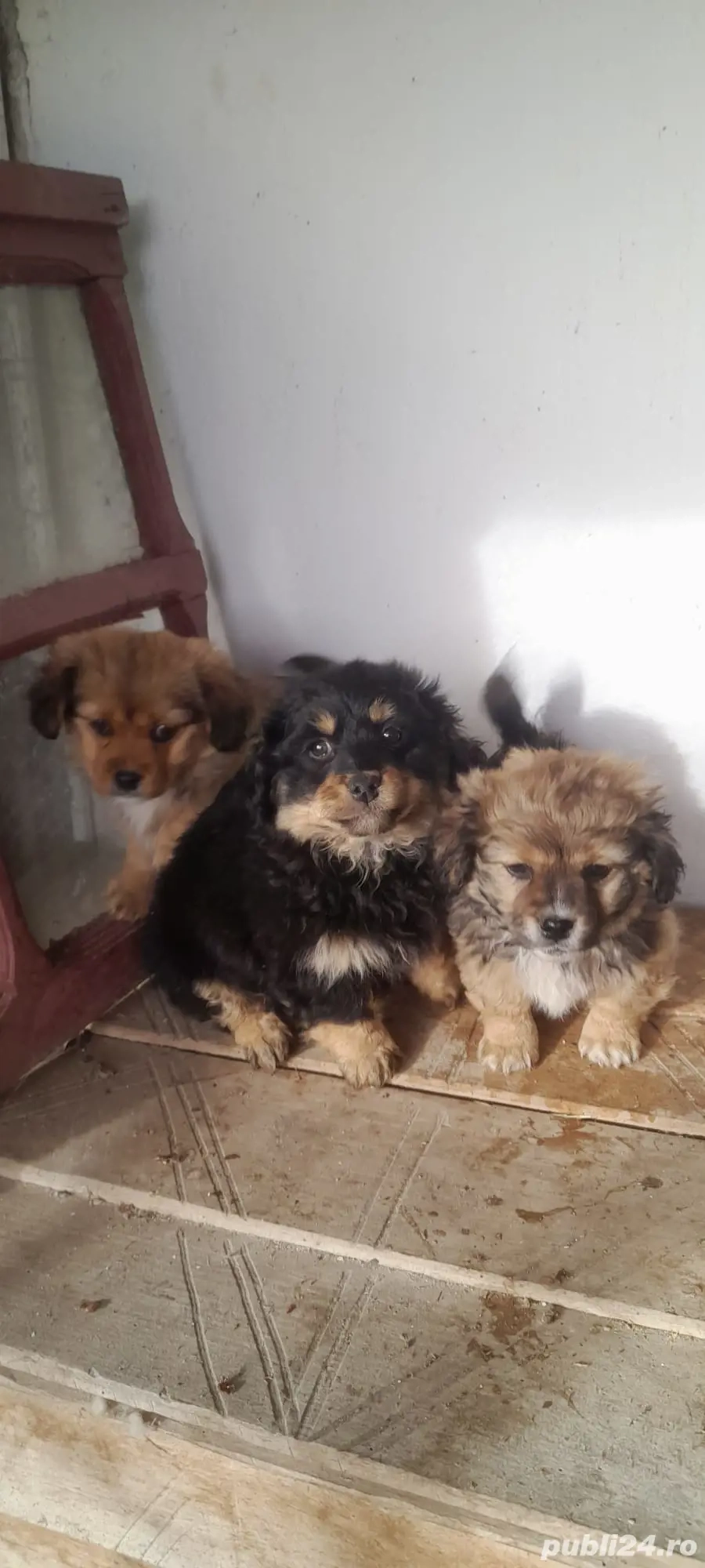 Donez căței de talie mică 