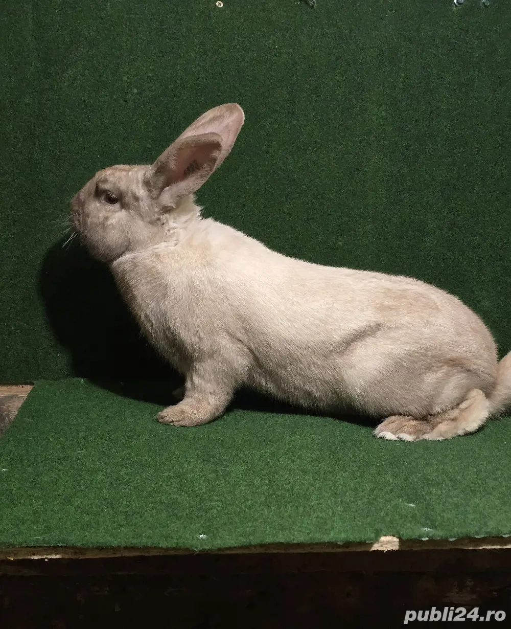 iepuroi de vânzare sacuiesti tatuat 