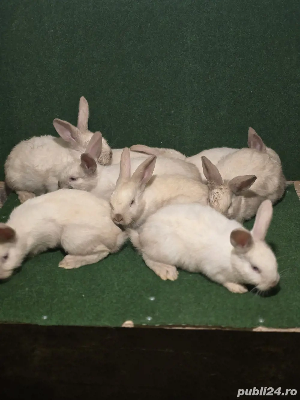 iepuri de vânzare sacuiesti 