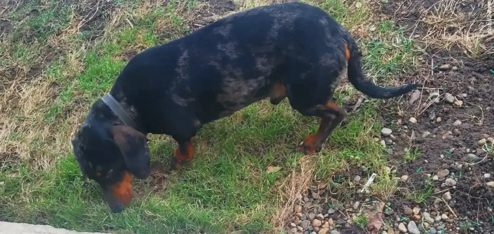 teckel mascul arlequin 