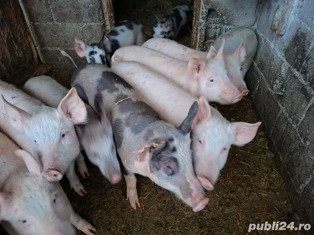 porci, baloti 2025-2026